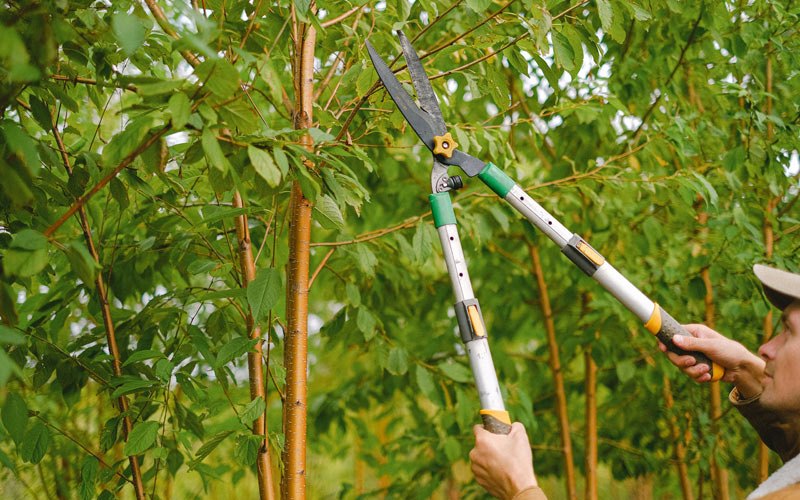 Tree trimming in Mineola, IA